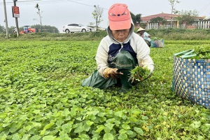 Thừa Thiên Huế phấn đấu tăng 10% số cơ sở đạt chứng nhận VietGAP