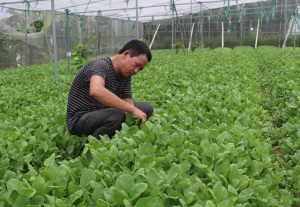 Hải Dương triển khai chuỗi rau, quả an toàn bài bản