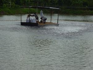 Tiền Giang có 20,14 ha nuôi cá tra đạt VietGAP