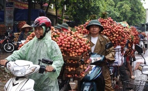 Tiêu thụ vải thiều Hải Dương: Nhiều doanh nghiệp vào cuộc 