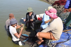 Nuôi tôm VietGAP, hướng đi bền vững 