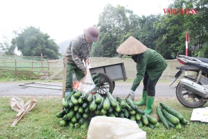 Nông dân thoát nghèo từ trồng bí theo tiêu chuẩn VietGAP