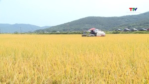 Tỉnh Thanh Hóa có gần 1.720 ha được chứng nhận VietGAP
