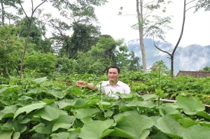 Mô hình trồng su su lấy ngọn tại Tuyên Quang