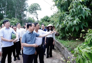 Vải thiều Bắc Giang vào vụ: Bộ trưởng mong "bứt phá" xuất khẩu