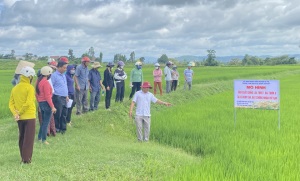 Ia Pa tập huấn kỹ thuật sản xuất lúa theo tiêu chuẩn VietGAP