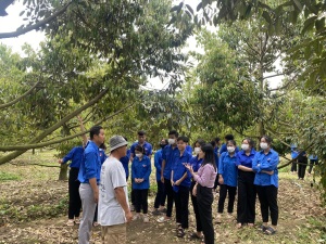 Tân Biên: Nâng cao kiến thức thâm canh cây sầu riêng theo hướng VietGAP