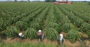 Hủy bỏ các tiêu chuẩn cơ sở về quy trình thiết lập và giám sát vùng trồng, cơ sở đóng gói