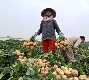 Hải Dương có 18 vùng trồng rau màu đạt chứng nhận VietGAP